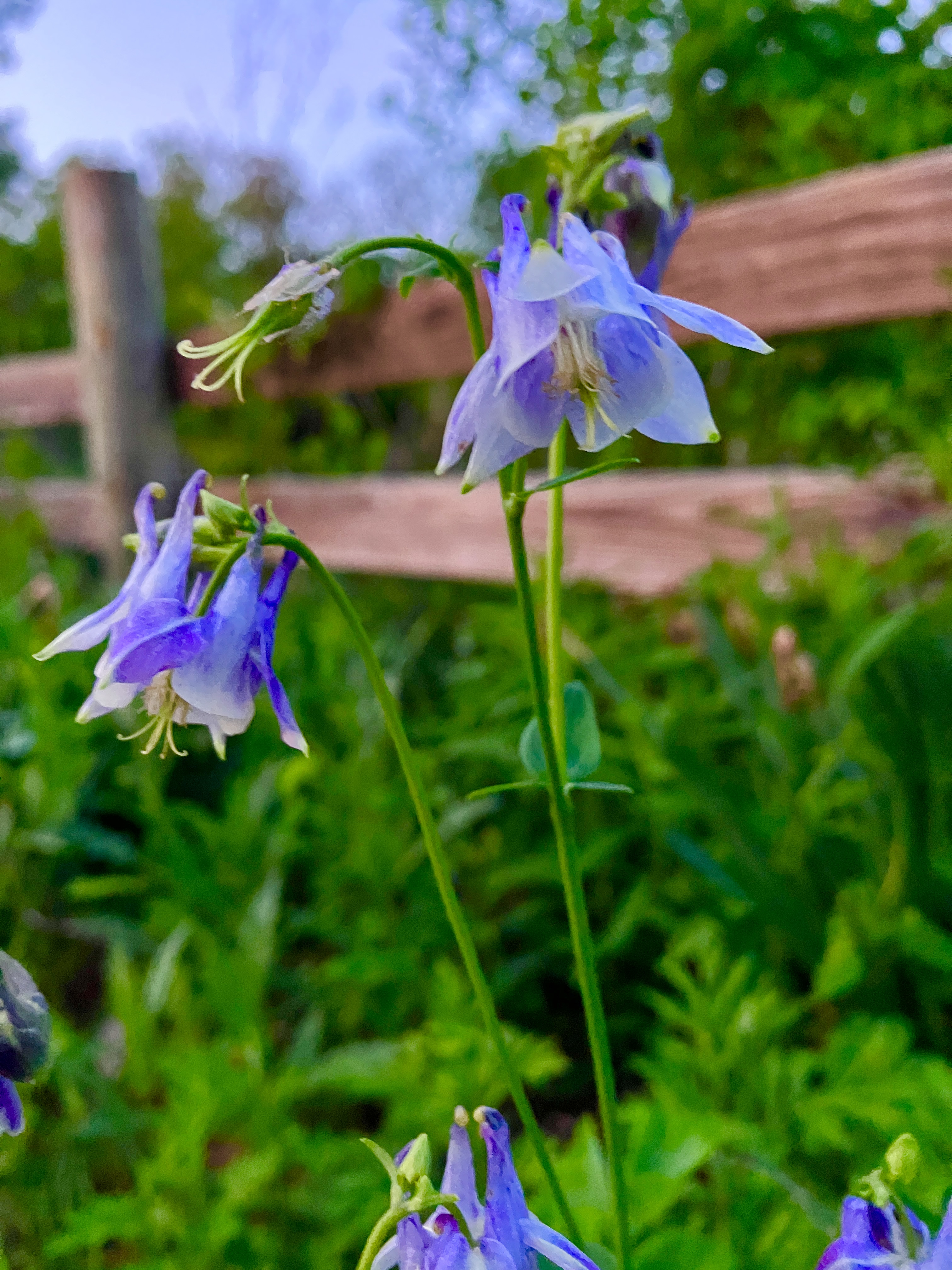Columbine flowers in bloom