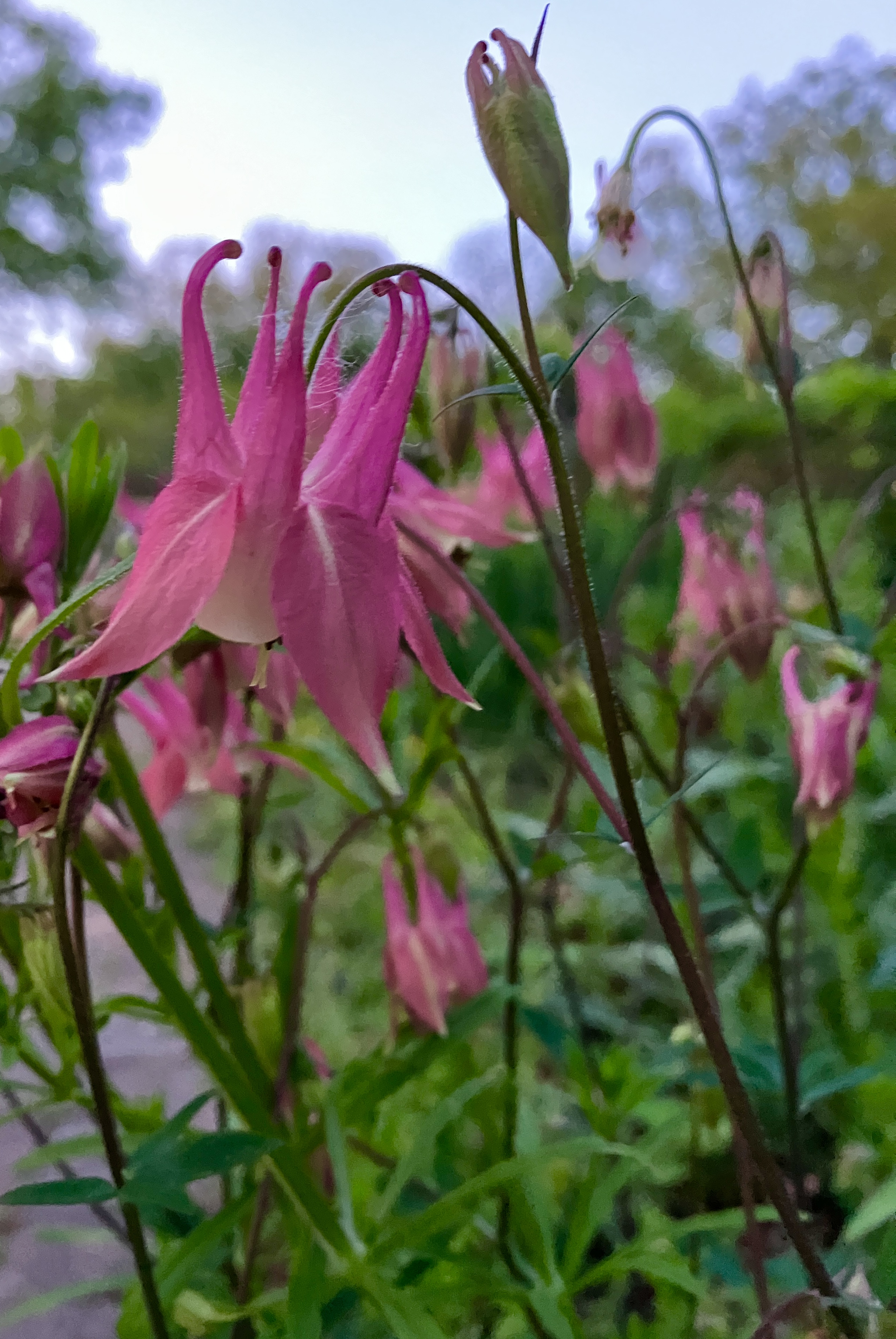 Salvia flowers in bloom