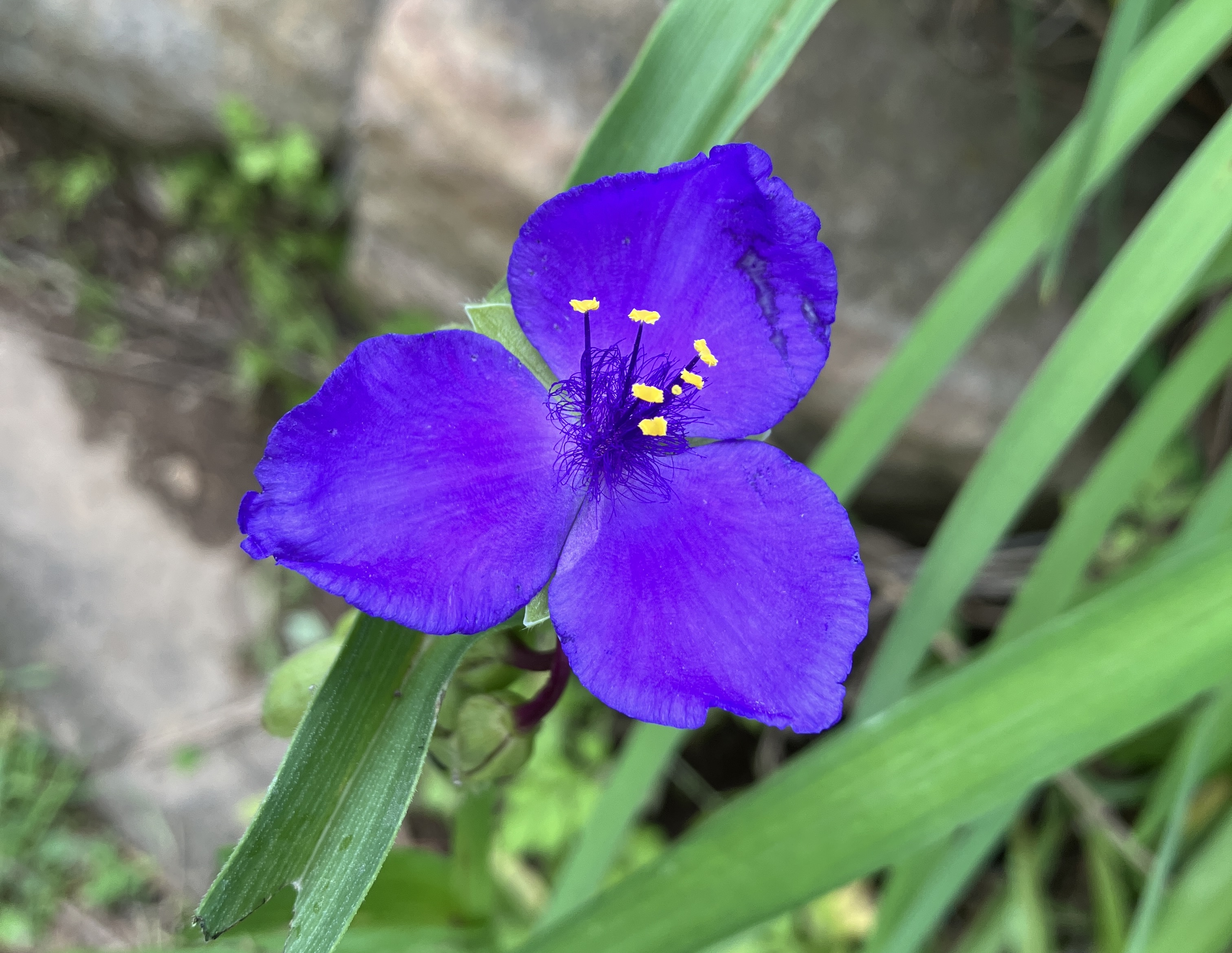 Virginia Spiderwort