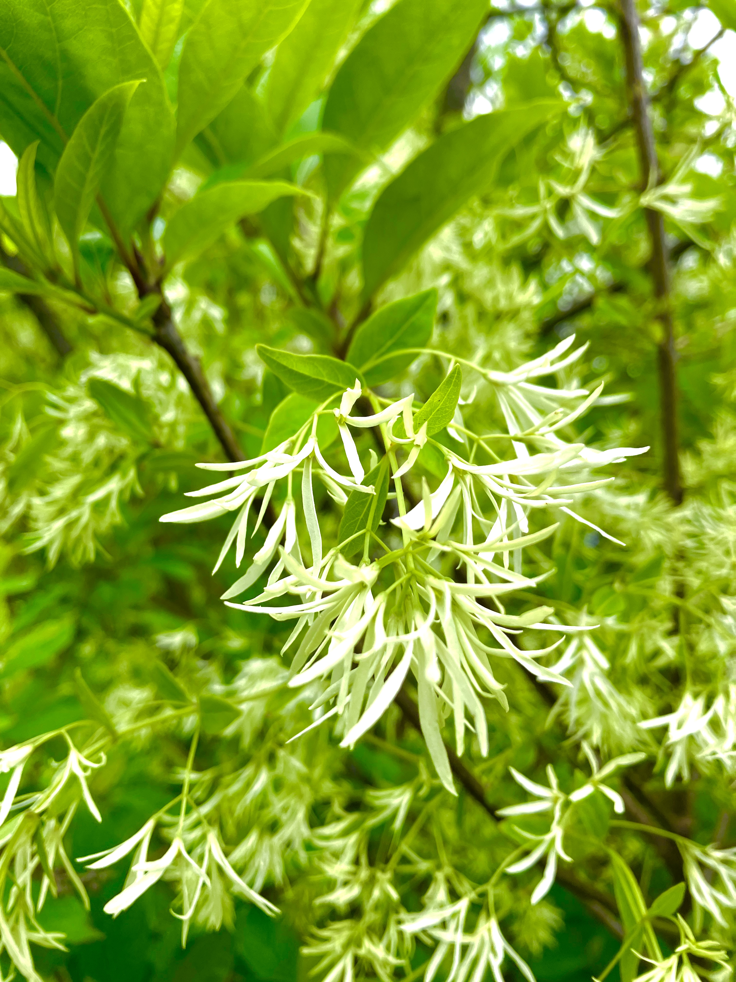 White Fringetree