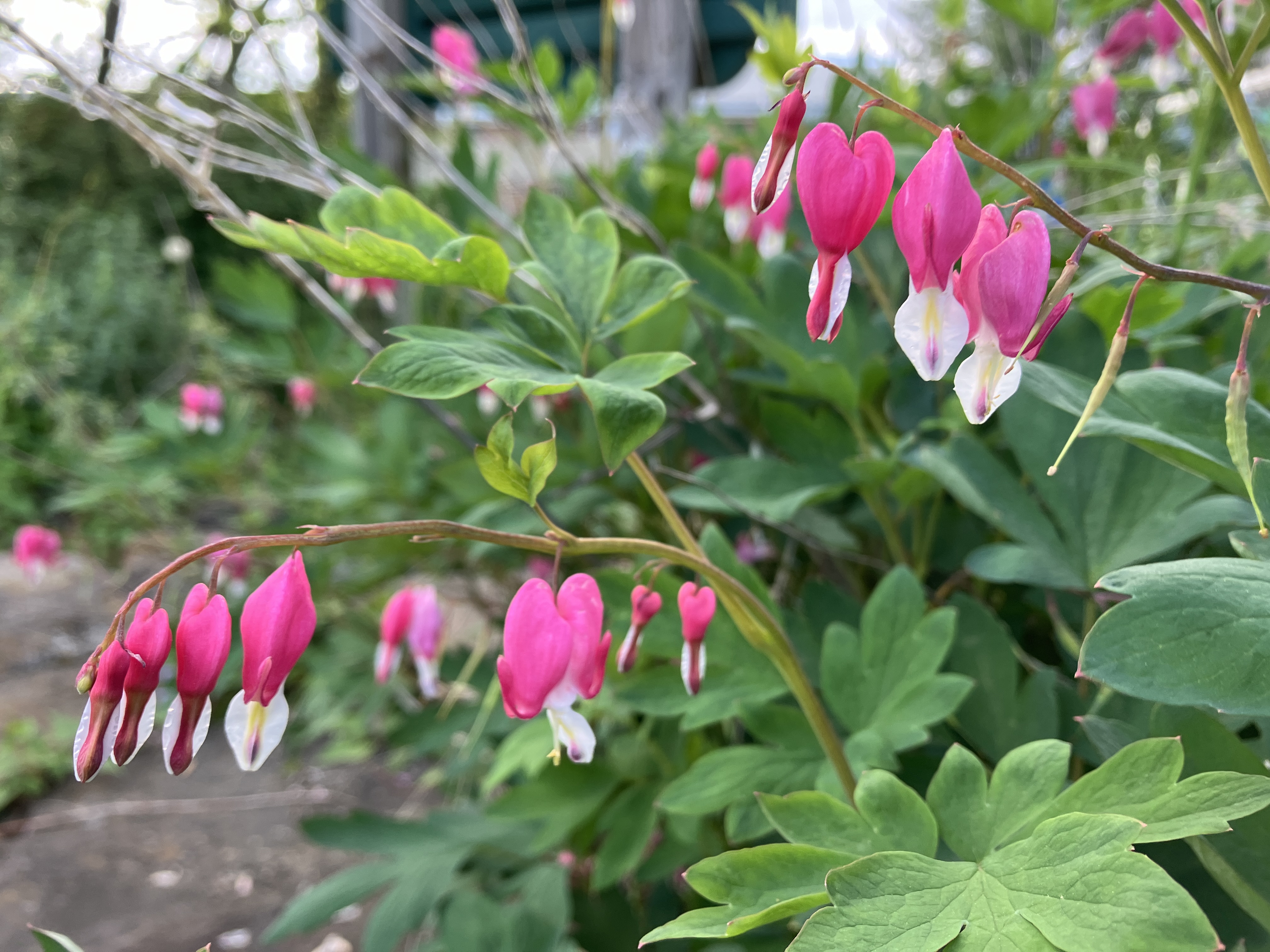 Bleeding Hearts